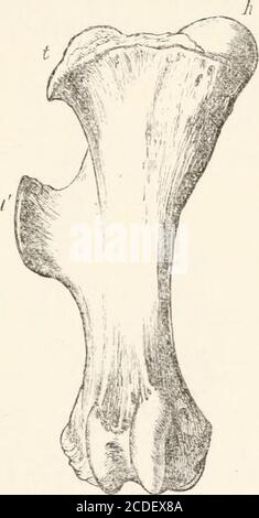 . An introduction to the osteology of the mammalia . ; t great ...