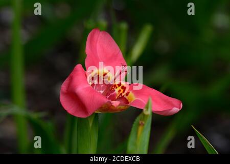 Tigridia pavonia Aurea pink Tiger flower Mexican tiger flower bloom Stock Photo