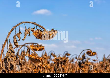 Dry sunflower head with ripe seeds against the sky Stock Photo