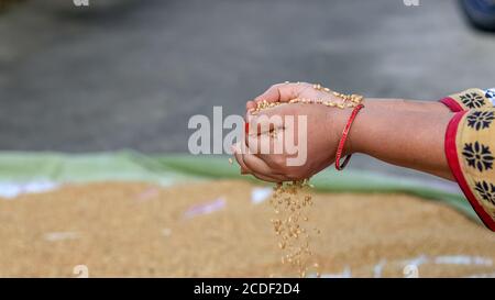 Farmer holding grains in her hands Closeup. Female cupped hands pouring whole wheat grain kernels. Wheat in a hand good harvest. Harvest close-up of f Stock Photo