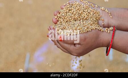 Farmer holding grains in her hands Closeup. Female cupped hands pouring whole wheat grain kernels. Wheat in a hand good harvest. Harvest close-up of f Stock Photo