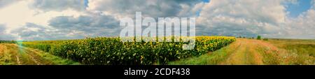 Sunflower field in the afternoon. Panorama of beautiful nature landscape. Farm field idyllic scene Stock Photo