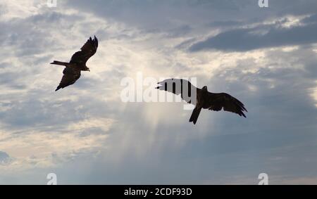 Two Golden Eagle flying in the cloudy sky Stock Photo