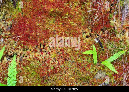 Mosses, Liverworts and leaves on a Forest Floor, West Highlands Scotland, UK. Stock Photo