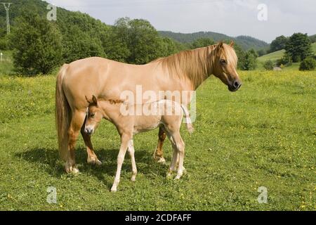 Mix-Breed-Foal, Arab-Haflinger, horse, mare with foal Stock Photo