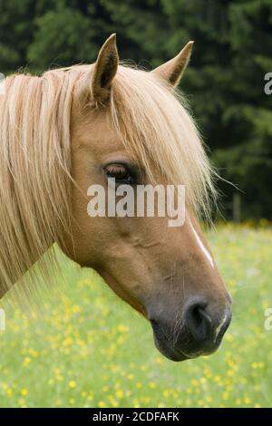 Mix-Breed-Foal, Arab-Haflinger, horse, mare with foal Stock Photo