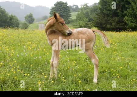 Mix-Breed-Foal, Arab-Haflinger, Appaluser Stallion Stock Photo