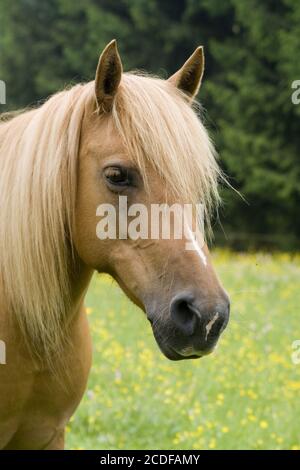 Arab-Haflinger-Mixed-Breed Mare Stock Photo