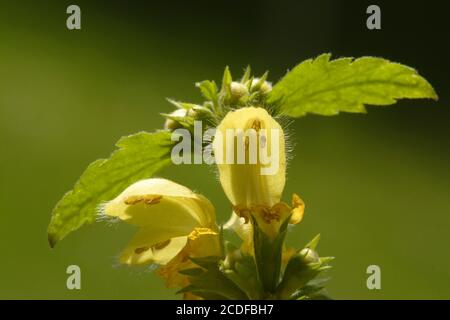 Lamium galeobdolon, Galeobdolon luteum, Yellow archangel Stock Photo