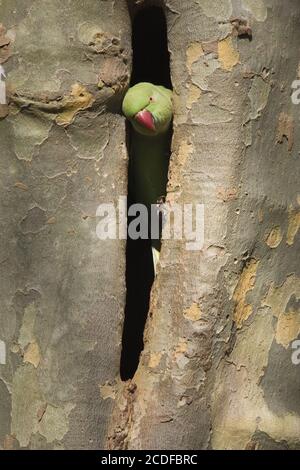 Psittacula kramen, Rose-ringed Parakeet, wildlife Stock Photo