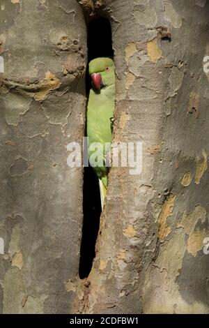 Psittacula kramen, Rose-ringed Parakeet, wildlife Stock Photo