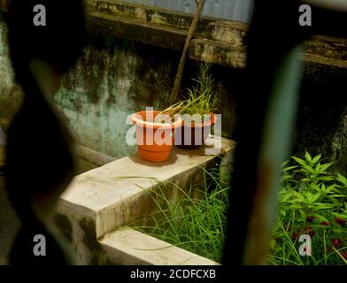 Two flower pots made of plastic and earth with some plants in a raised wall foreground in blur, selective focusing Stock Photo