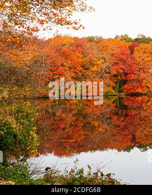 Colorful autumn leaves on trees reflecting in the waters of a lake in Long Island New York. Stock Photo