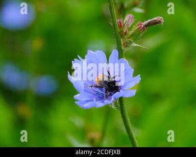 big bumblebee on chicory flower close-up Stock Photo