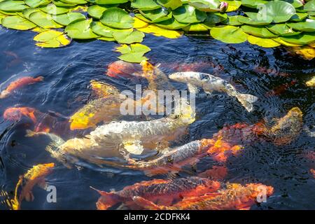 Koi carp pond in garden water lilies Stock Photo