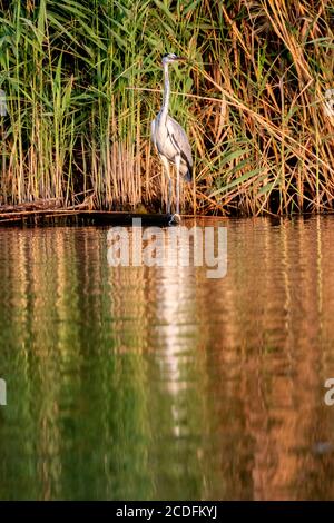 Grey Heron, Ardea cinerea, standing in front of reed Stock Photo