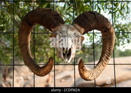 A ram skull hanging on a fence Stock Photo