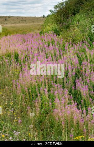 Chamaenerion angustifolium, commonly known in the UK as Rosebay Willowherb Stock Photo