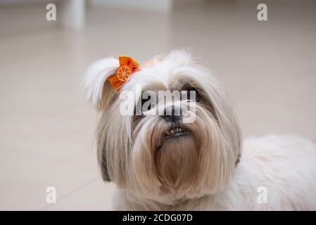 Selective focus shot of a cute Lhasa Apso dog while it's looking up Stock Photo