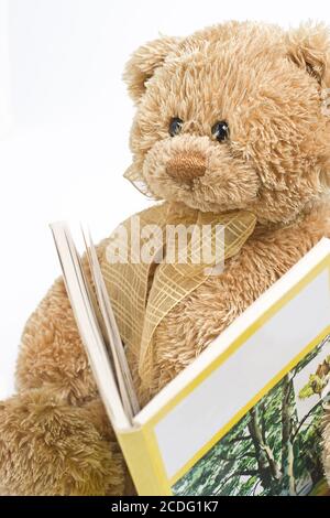 Teddy bear reading Stock Photo