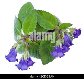 Home flower  Violett Gloxinia isolated