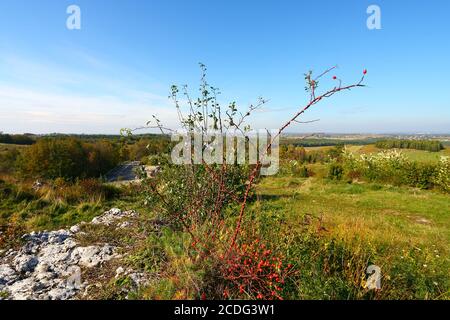 Rosehip against an autumn landscape Stock Photo