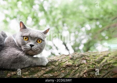 grey Shorthair British cat with yellow eyes is scared and sits on a tree clutching it with its claws, walking with Pets Stock Photo