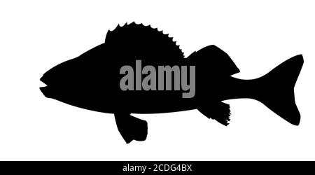 vector silhouette of fish on white background Stock Photo