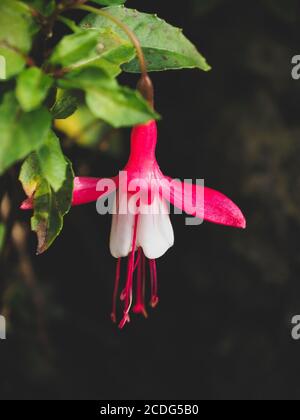 Close up of red and white fuschia flower Stock Photo