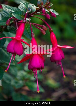 Close up of flowering fuschia in garden Stock Photo