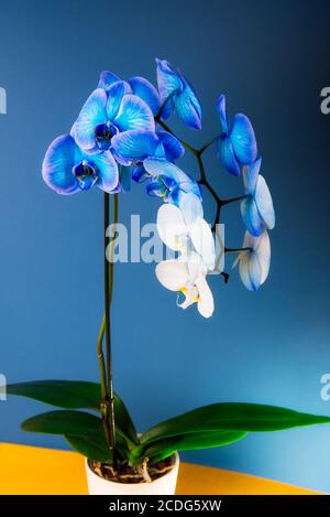 Close up Blooming gradient blue and white potted phalaenopsis orchid on dark classic blue and yellow background. Artificially Colored flower in a pot Stock Photo