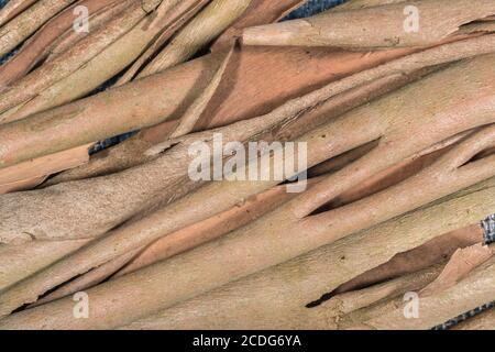 Close up shot of the peeled bark of Eucalyptus tree. Possibly Eucalyptus gunnii / Cider Gum, but may be E. niphophila or E. urnigera. Medicinal plant. Stock Photo