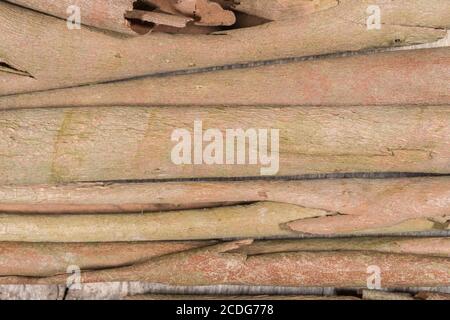 Close up shot of the peeled bark of Eucalyptus tree. Possibly Eucalyptus gunnii / Cider Gum, but may be E. niphophila or E. urnigera. Medicinal plant. Stock Photo
