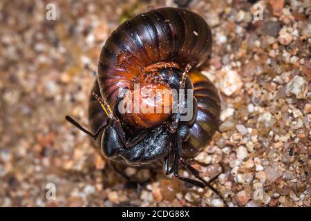 African stink Ant (pachycondyla tarsata) attacking a red millipede, Kruger National Park, South Africa Stock Photo