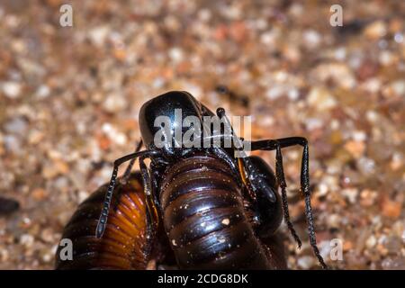 African stink Ant (pachycondyla tarsata) attacking a red millipede, Kruger National Park, South Africa Stock Photo