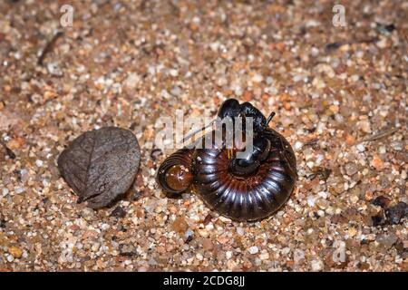 African stink Ant (pachycondyla tarsata) attacking a red millipede, Kruger National Park, South Africa Stock Photo