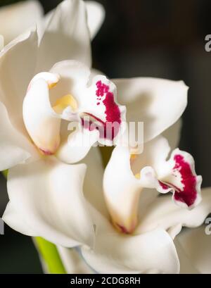 cymbidium orchid flower in Keukenhof Stock Photo