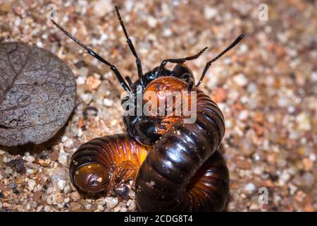 African stink Ant (pachycondyla tarsata) attacking a red millipede, Kruger National Park, South Africa Stock Photo