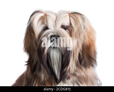 Portrait of lhasa apso dog Stock Photo