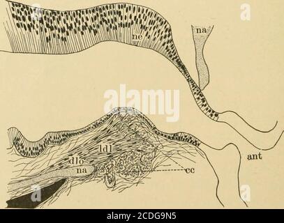 Journal of morphology. Fig. 1 Cross section through the posterior 