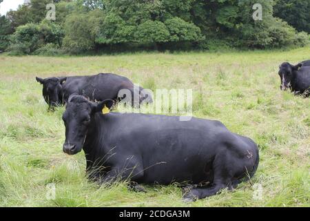 BLACK COWS WITH YELLOW EAR BRAND relaxing ON the PASTURE Stock Photo