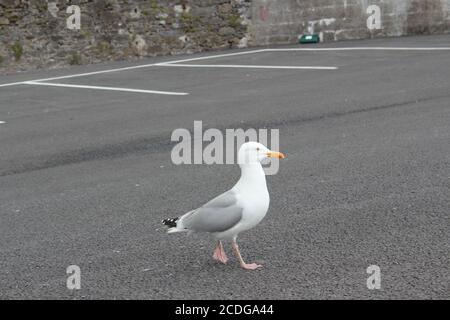 sea gull waiting for tourists on a parking place in denmark at baltic sea Stock Photo