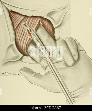 On the anatomy of vertebrates [electronic resource] . nalspace