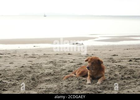 dog laying lazy on a empty beach Stock Photo