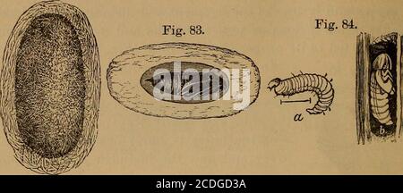 . Insects, injurious and beneficial, their natural history and classification, for the use of fruit growers, vine growers, farmers, gardeners and schools . while still others assume this form in the plants or other sub-stances in which they dwell (Fig. 84, b). Some suspend them-selves by the hind feet alone (Fig. 79); others pass a loop of 20 •NATURAL HISTORY OF INSECTS. silken threads around the fore part of the body (Fig. 87, b). Afew of the former merely work the old skin back upon thehind part of the body, where they allow it to remain, while in Fig. 82. Fig. 84.. a very few the old skin i Stock Photo