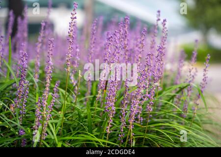 In summer, in the garden in August, Korea, Liriope platyphylla has a long stick-like flower bed with many small, pretty purple flowers. Stock Photo