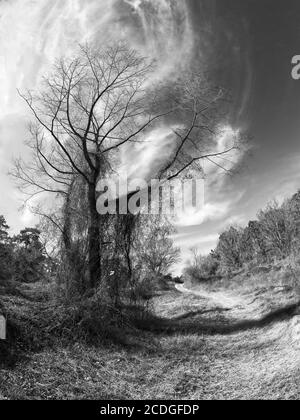 The Woodlands TX USA - 02-07-2020  -  Died Tree - Blue Sky - Trail in B&W Stock Photo