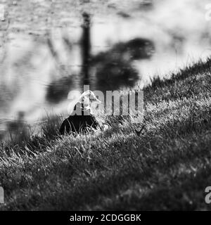 The Woodlands TX USA - 02-07-2020  -  Female Duck Sitting by Pond in B&W Stock Photo