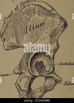 A Reference Hand Book Of Gynecology For Nurses Fig 18 Horizontal Recumbent Position Ashton Horizontal Recumbent Position In Thisposition Fig 18 The Patient Lies Flat Upon Herback With Her Head Resting Upon A There are 28 phalanges (finger bones) and 10 metacarpal bones. horizontal recumbent position