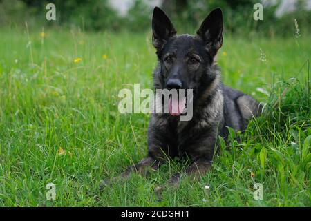 German Shepherd Dog performance line grey lies on a meadow in Switzerland Stock Photo